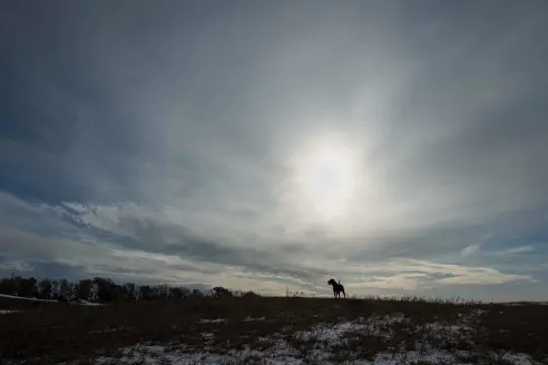 A dog standing on a hillside with the sun breaking through the clouds.