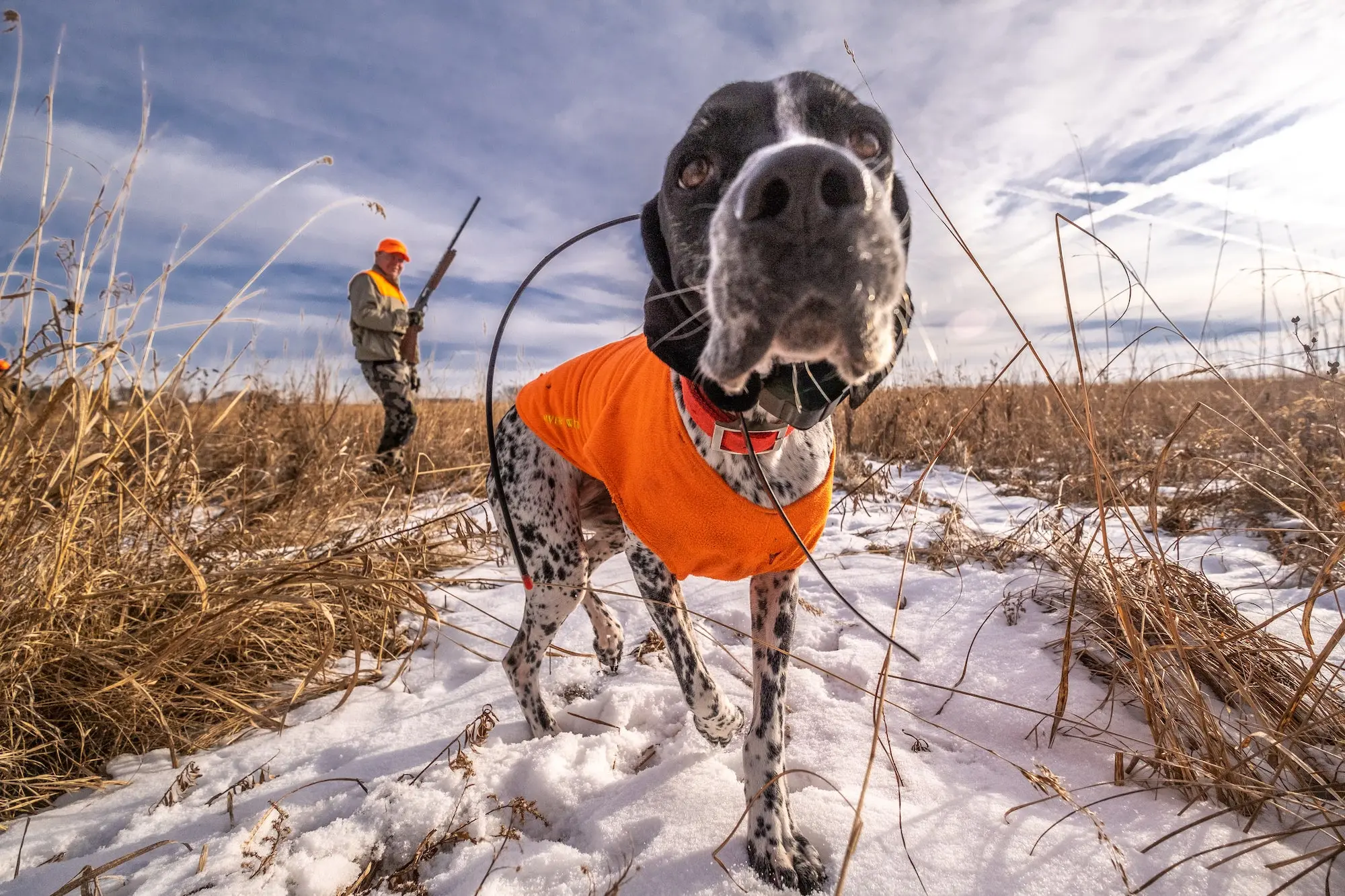 Upland hunting dog in the field.