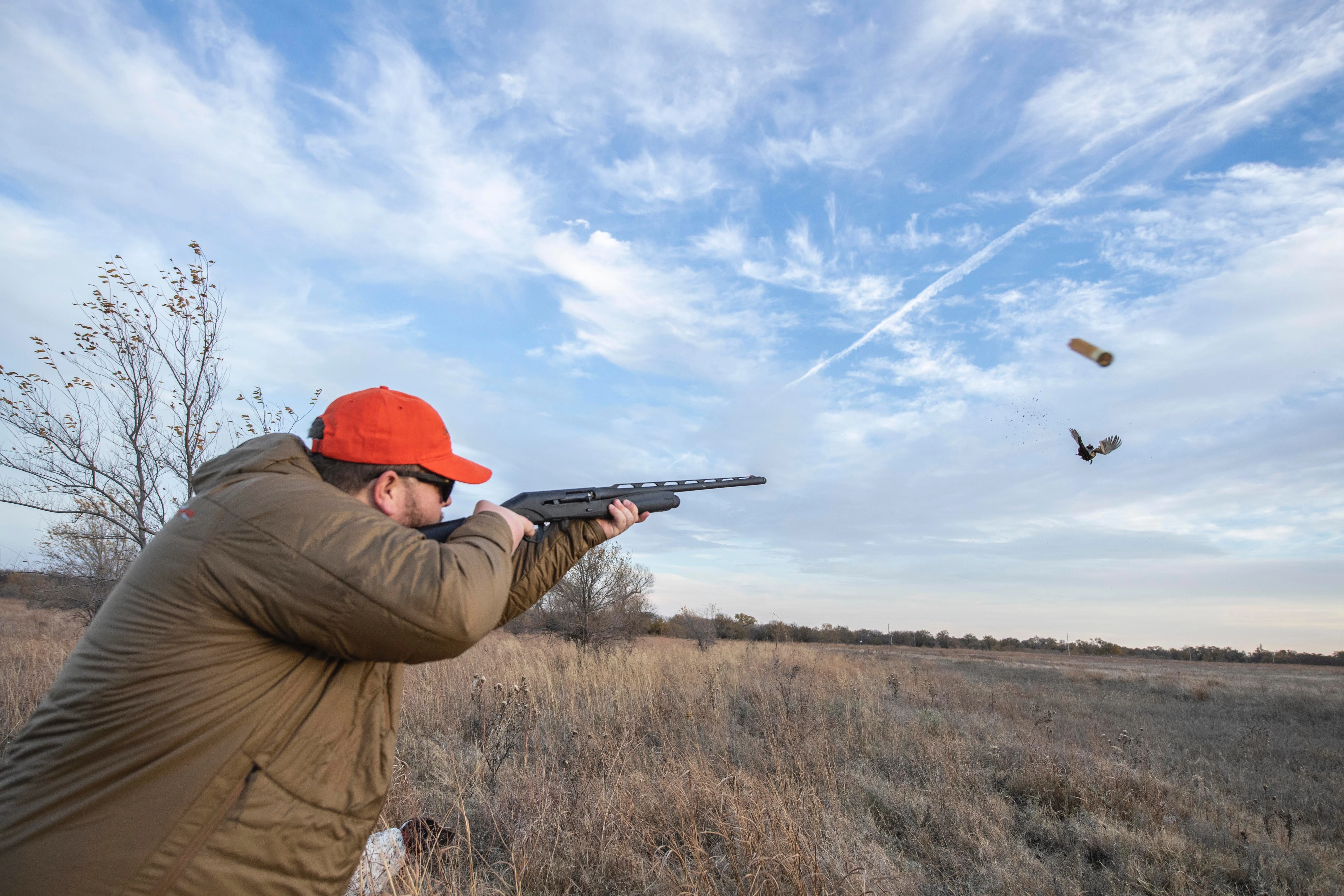 A hunter shoots a rooster pheasant with an Benelli SBE shotgun in a fall field. 