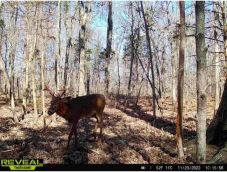 wildest trail camera photo, bloody buck