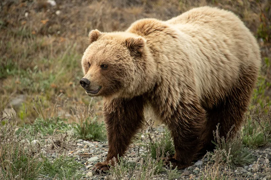 A grizzly bear stands in a field near a remote highway in western Canada.