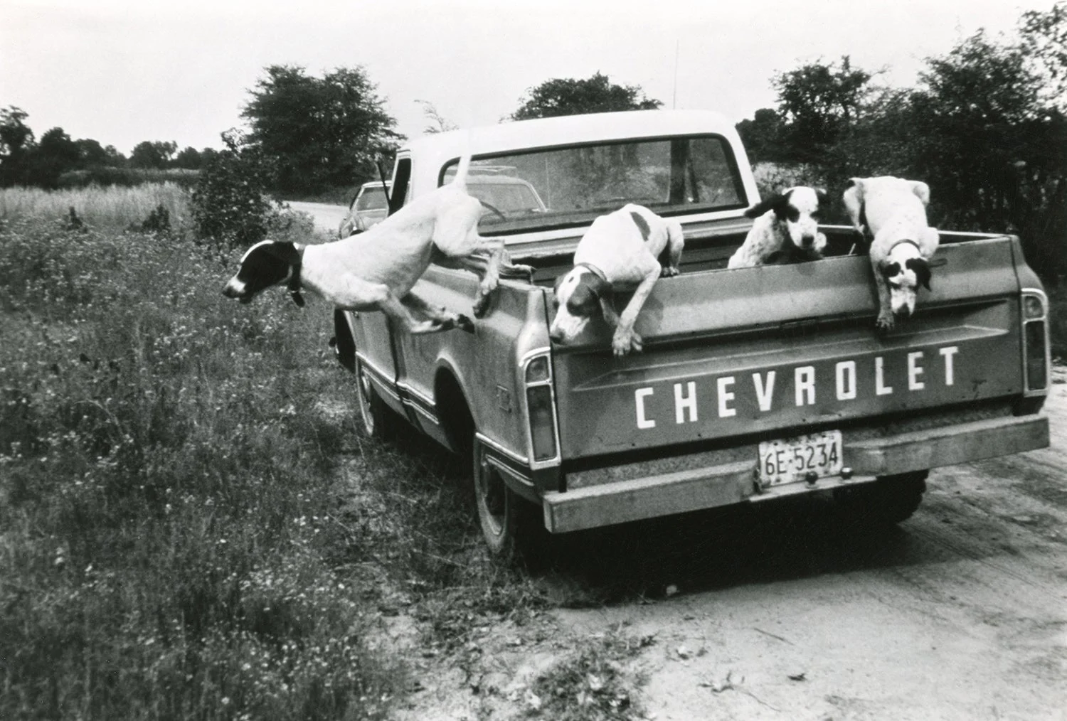 dogs jumping from the tailgate of a truck