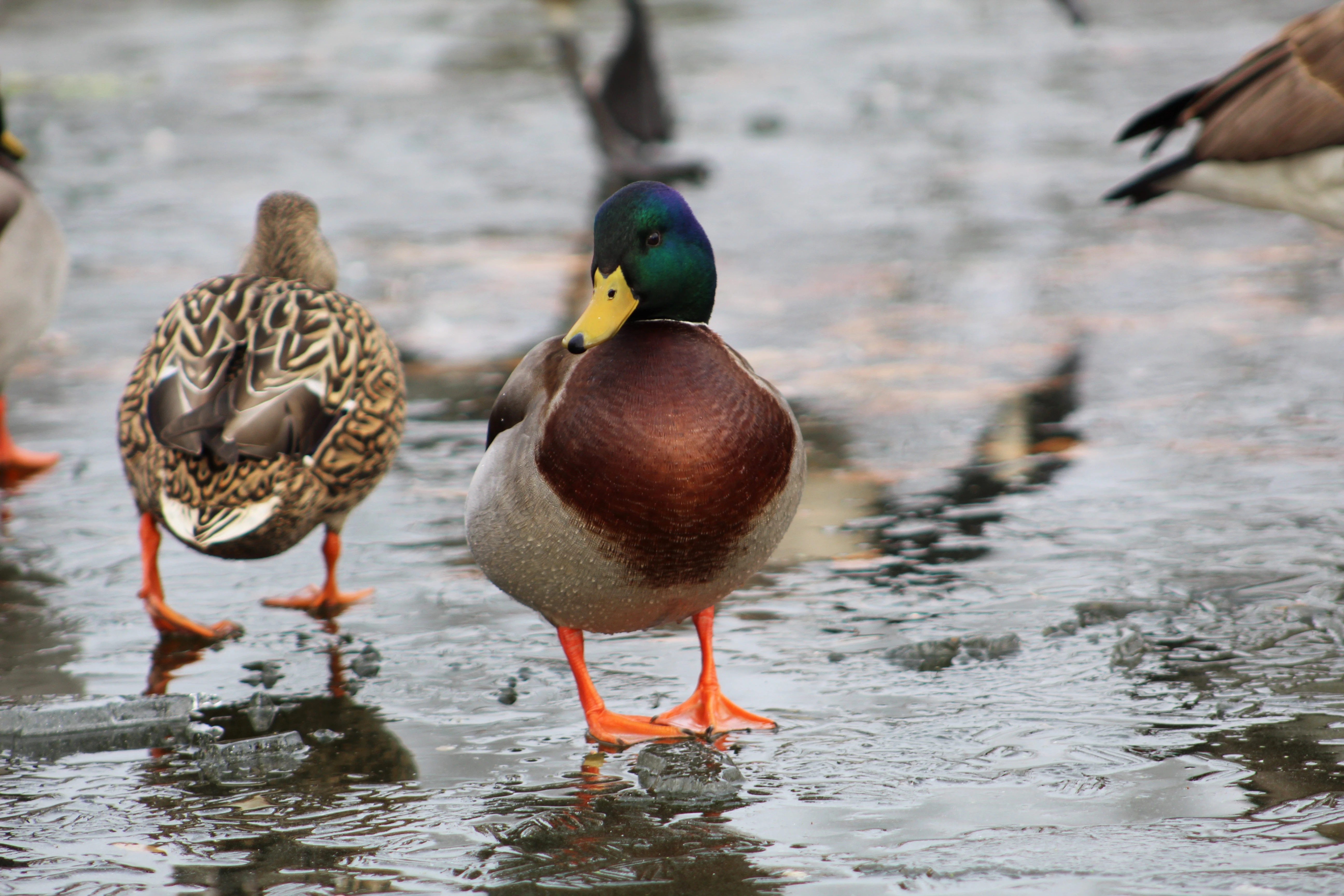 A drake mallard standing on ice 