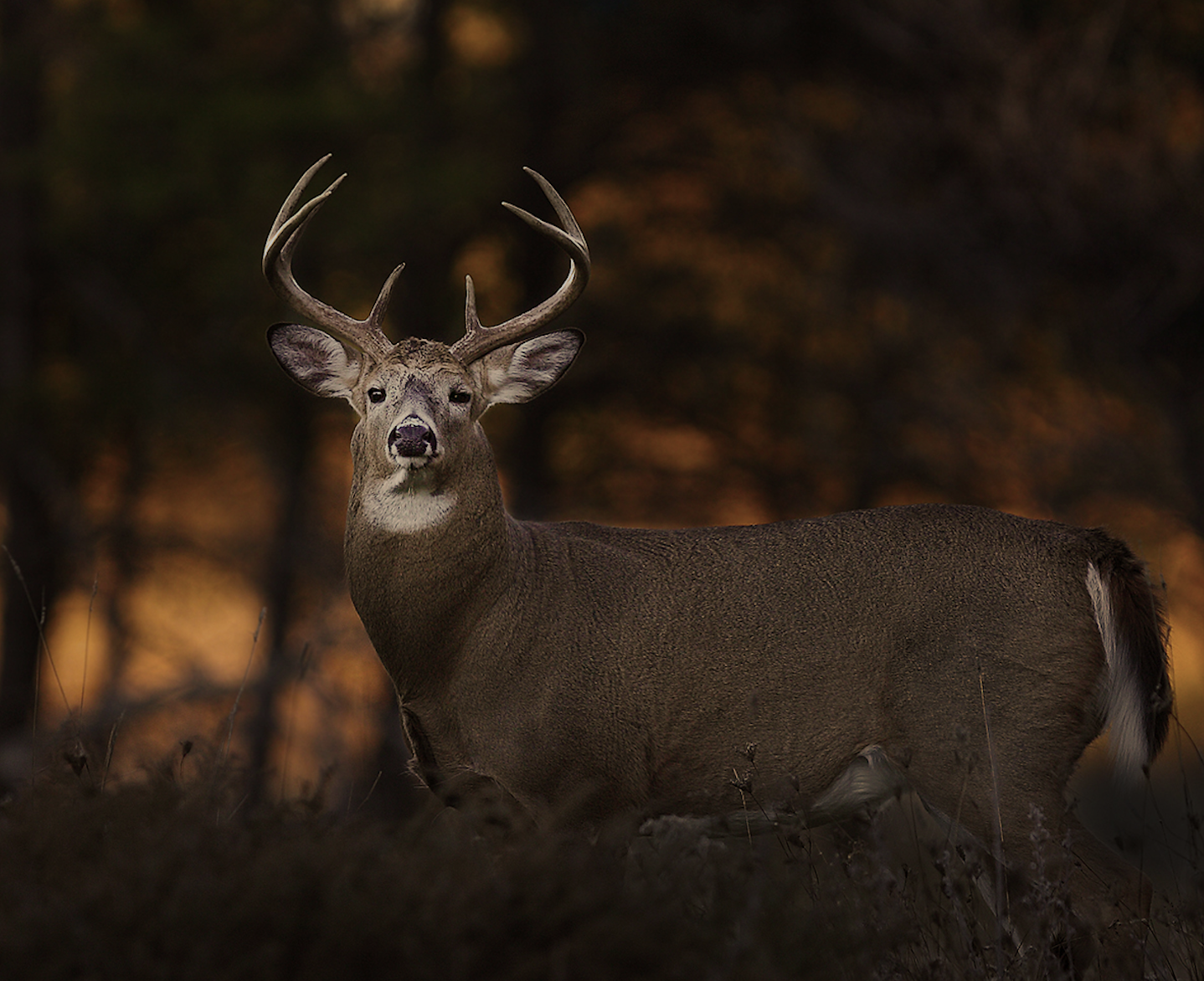 A whitetail buck stands in a field at dusk. 