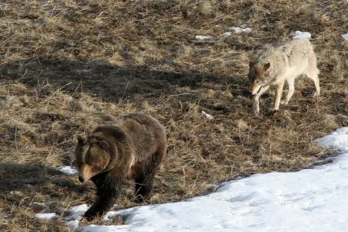 A wolf trails a grizzly bear near a kill site in Yellowstone National Park.