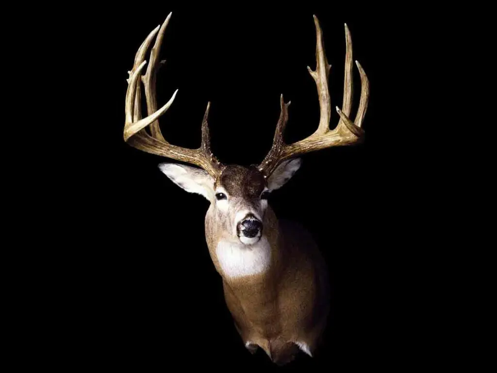 A trophy deer mount on a black background.