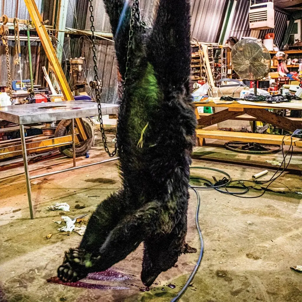 A large black bear hangs upside down in a skinning shed at bear camp.