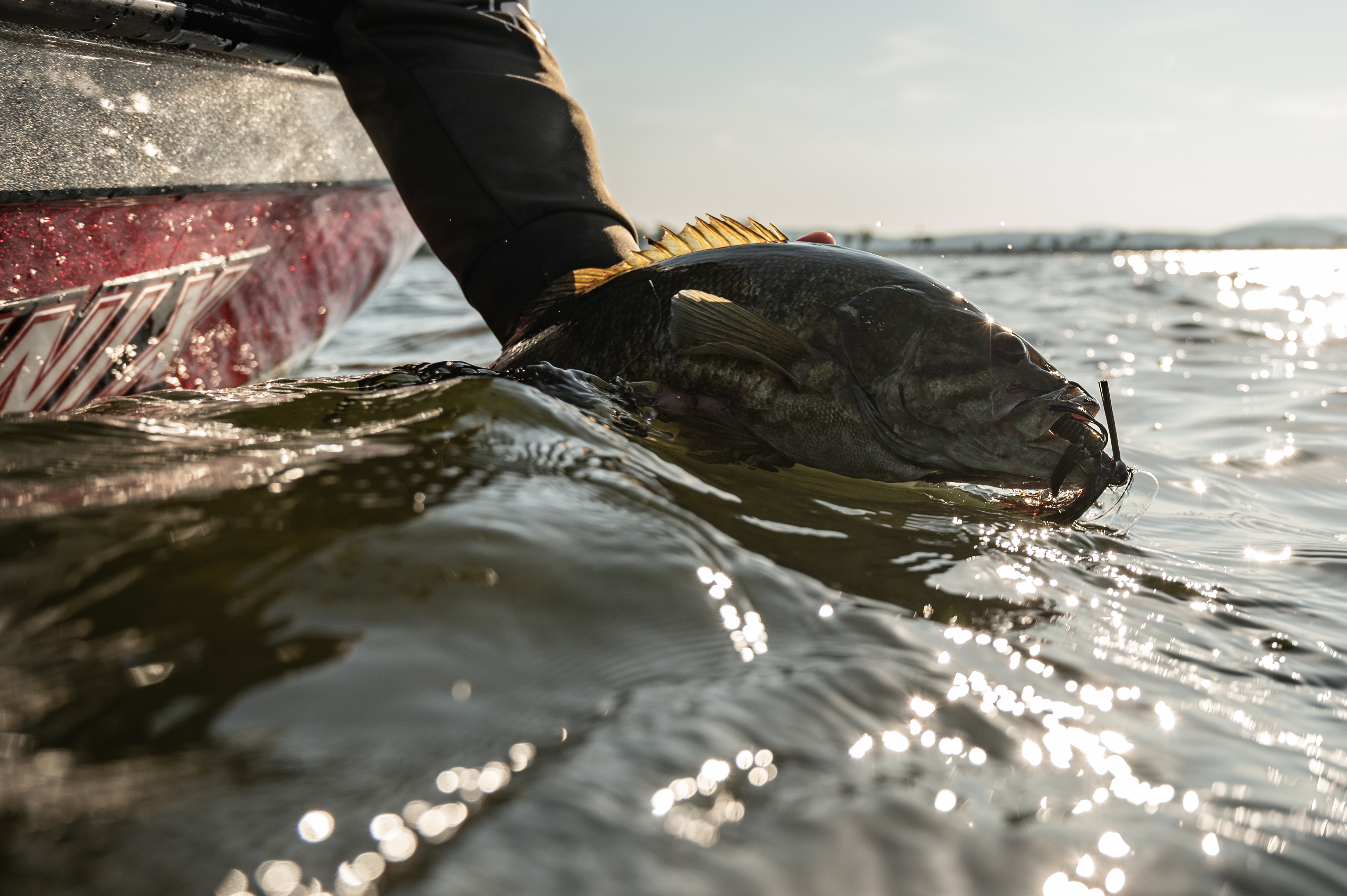 Smallmouth bass being held with jig in mouth