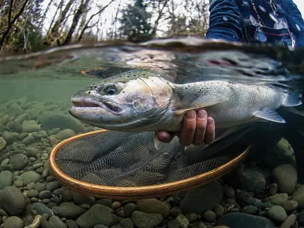 Underwater photo of a steelhead underwater caught in a net.