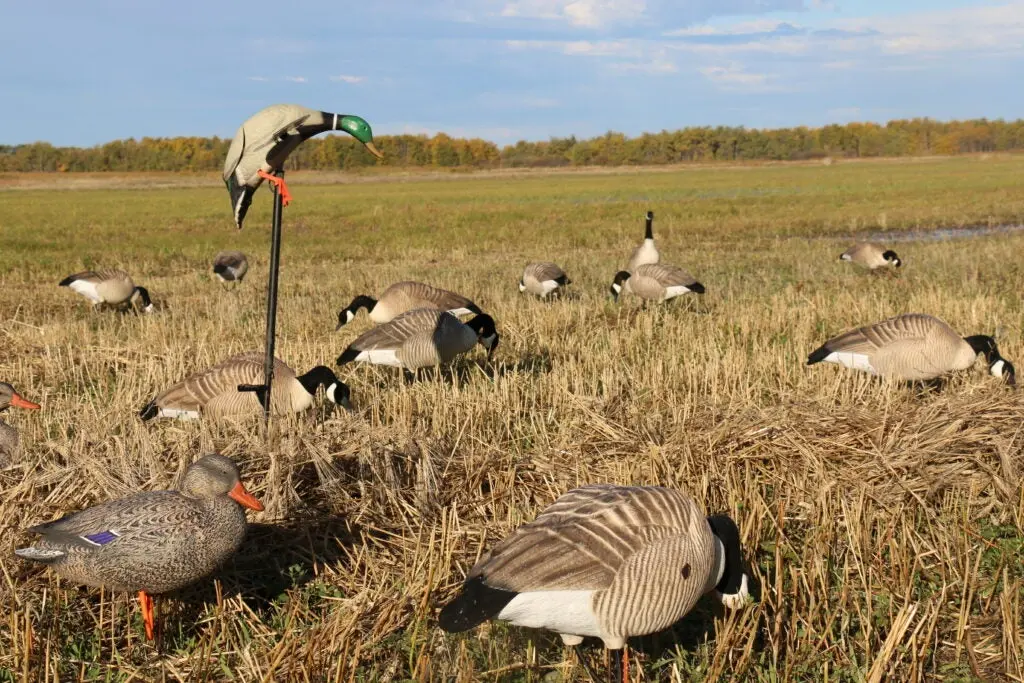 Mojo decoy in a duck hunt