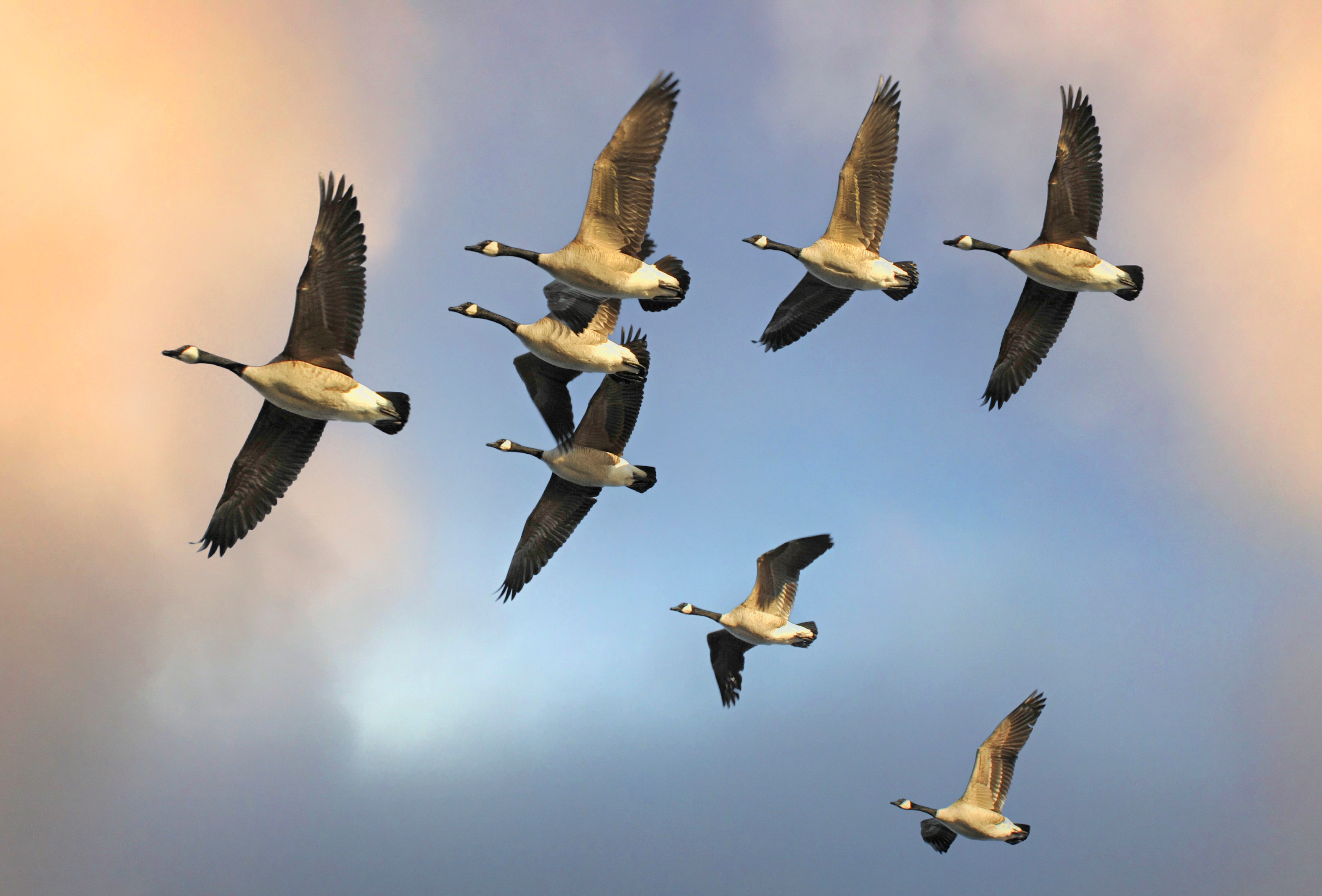 Canada geese flying