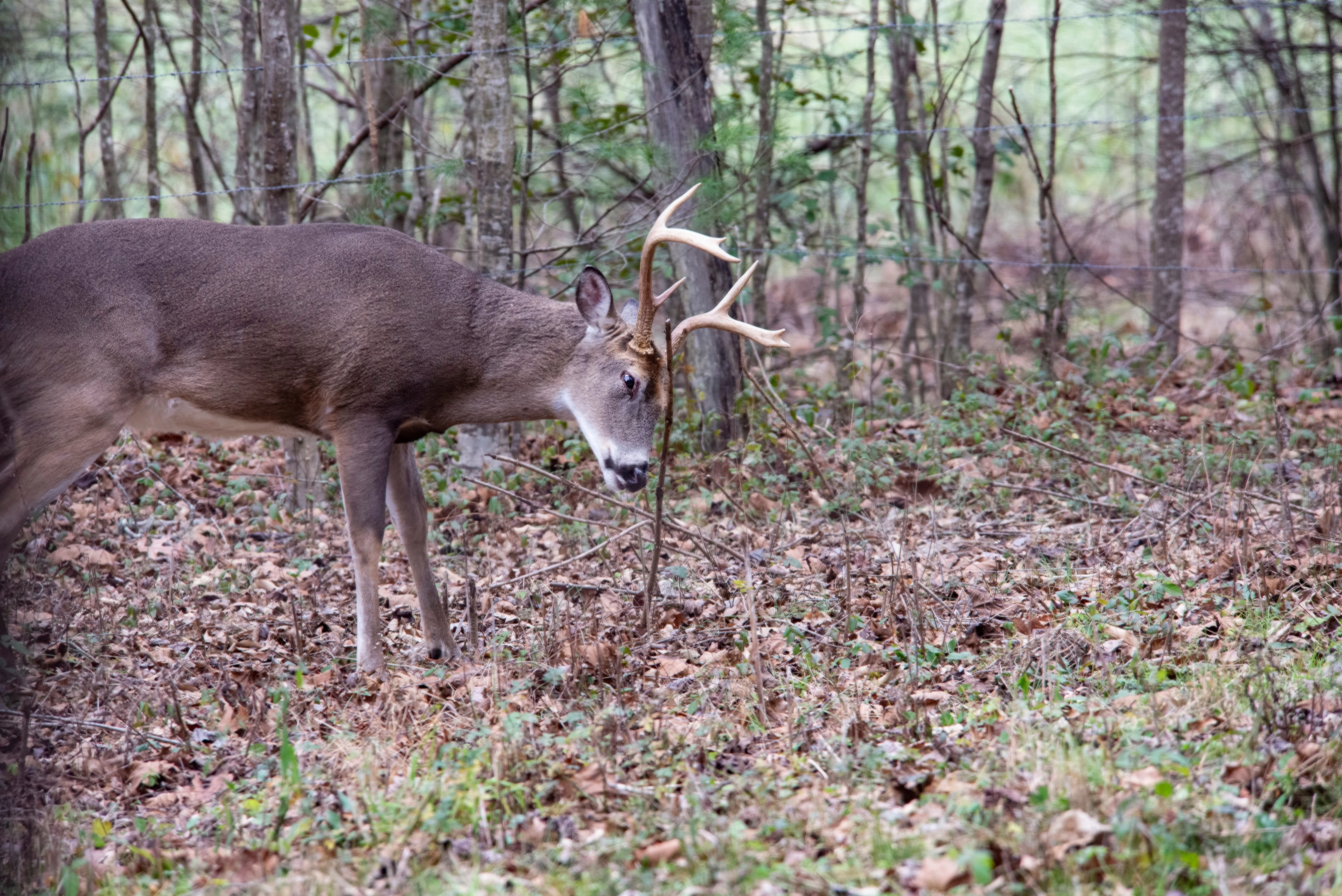 A whitetail buck rubs a very small sapling with its antlers.