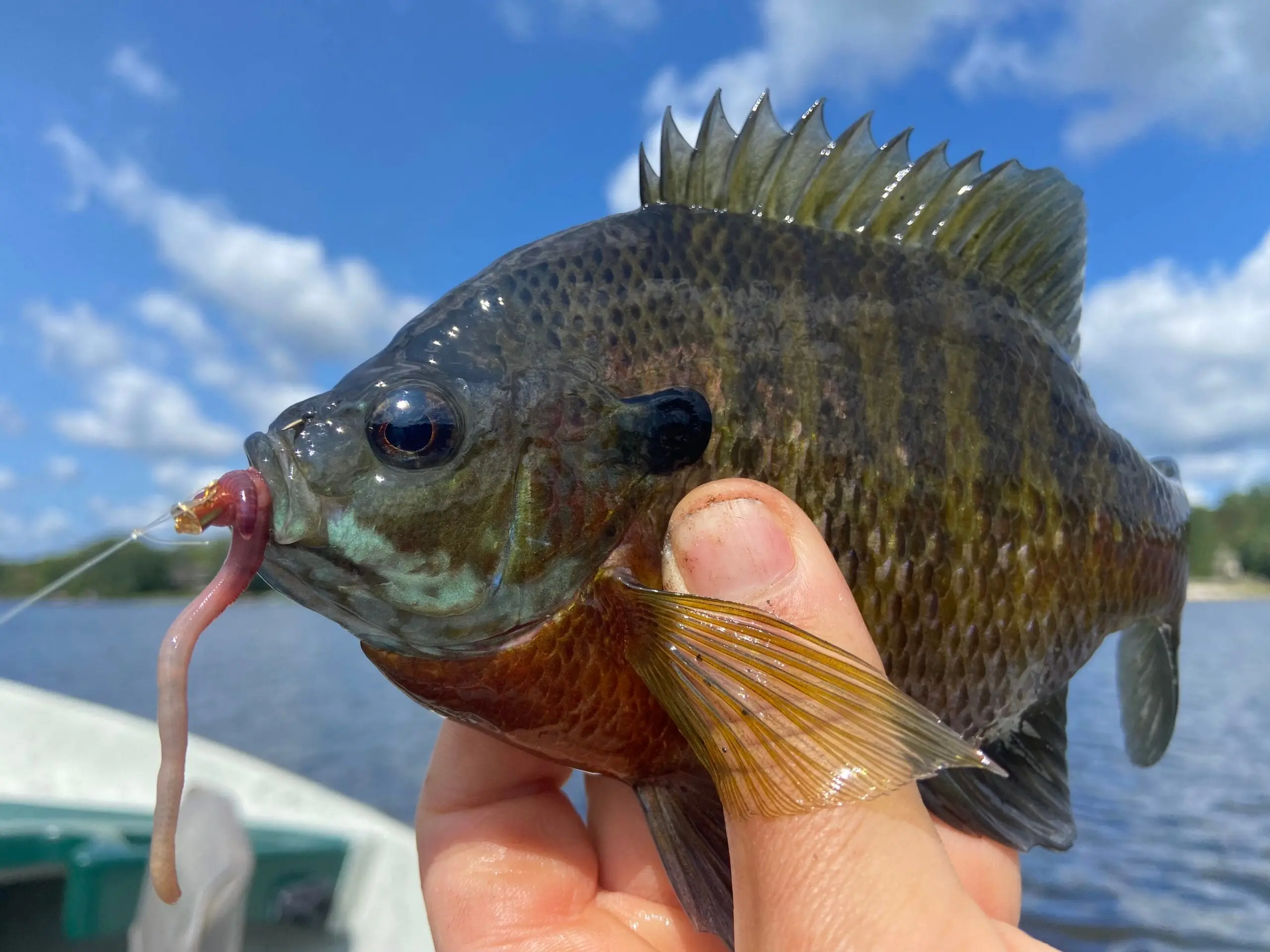 Bluegill that ate a nightcrawler