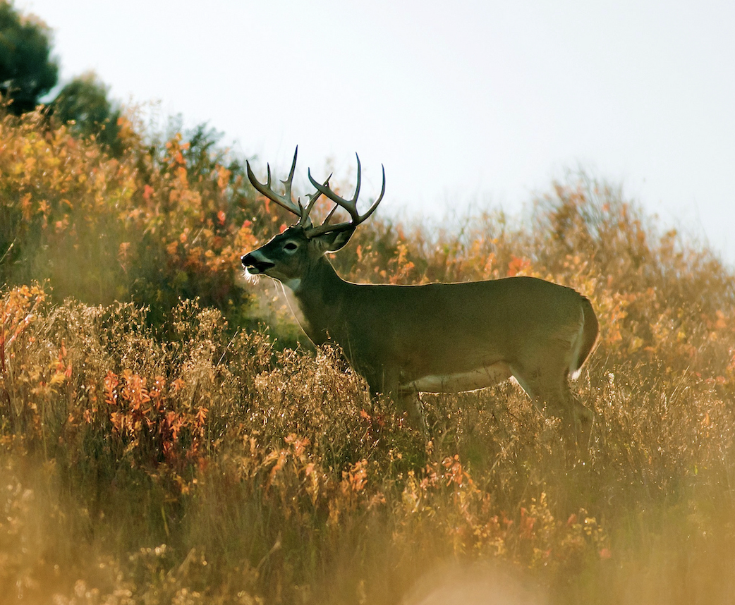 A whitetail buck walks through a brush field in the morning sun. 