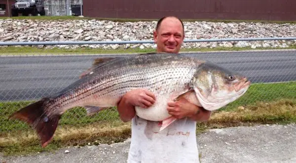 striped bass, record striped bass, bass, striper