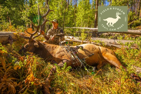 Archery hunter holds up elk