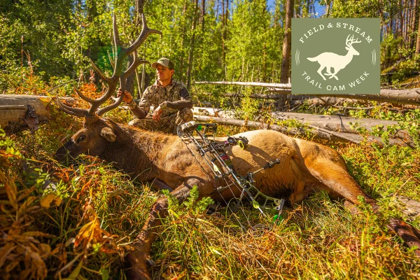 Archery hunter holds up elk