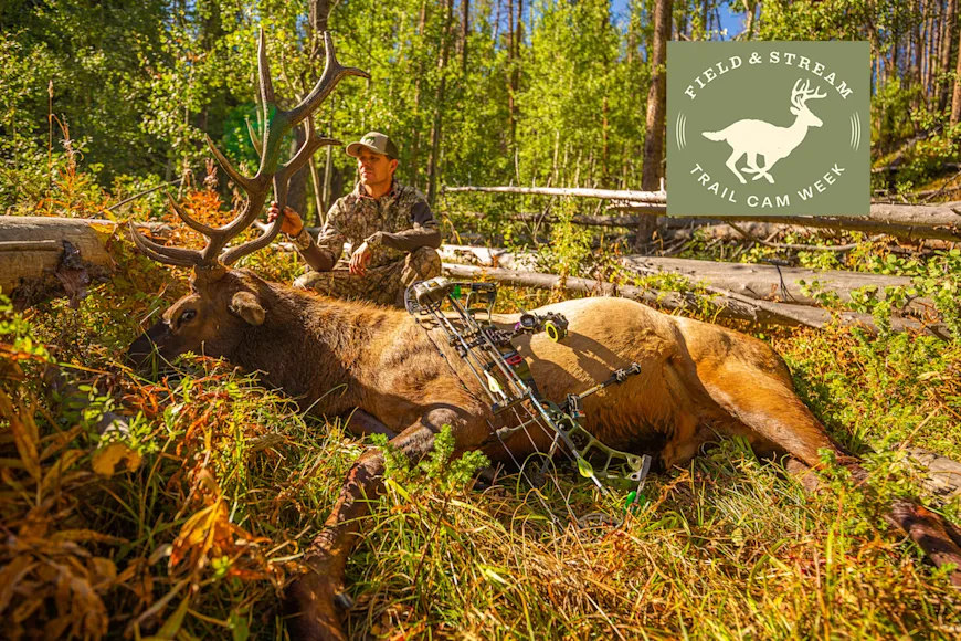 Archery hunter holds up elk