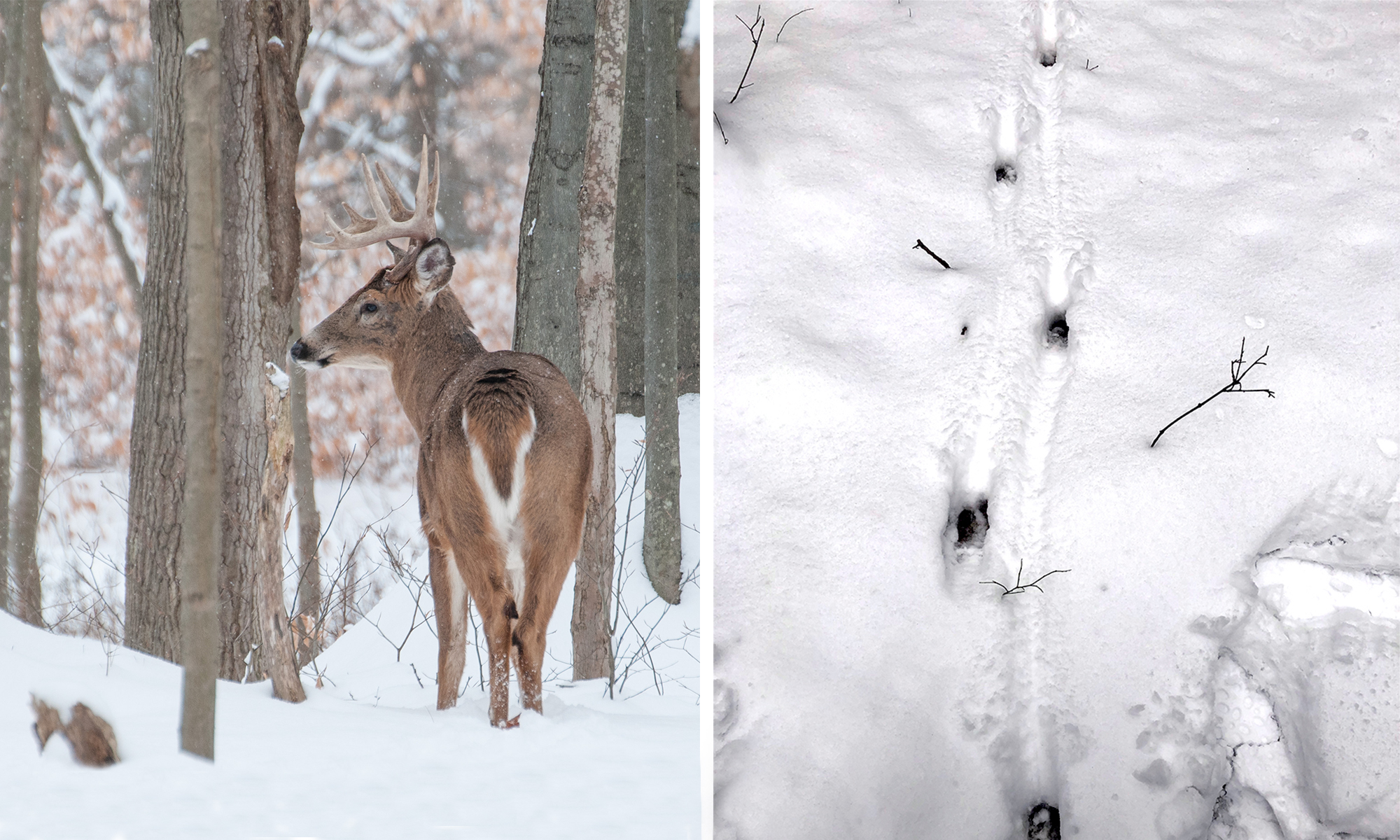 A whitetail buck walking in the snow, left, and deer tracks in the snow, right. 