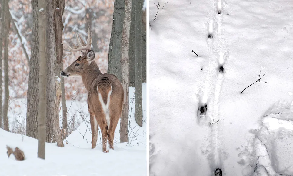 A whitetail buck walking in the snow, left, and deer tracks in the snow, right.