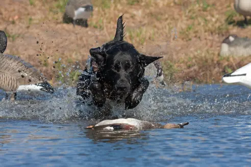 black-lab-retrieving-a-drake-gadwall