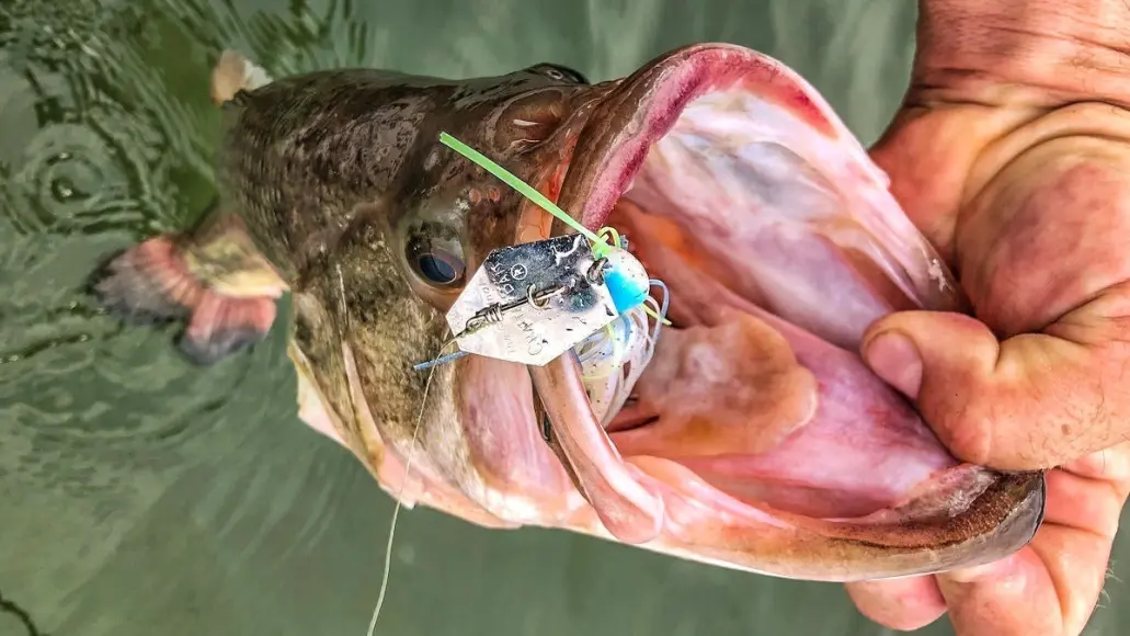 photo of a bass caught on a chatterbait