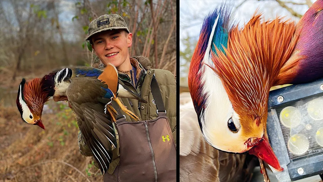 hunter holds colorful mandarin duck