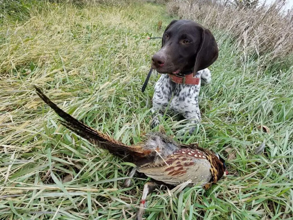 Young German shorthaired pointer bird dog with a pheasant.