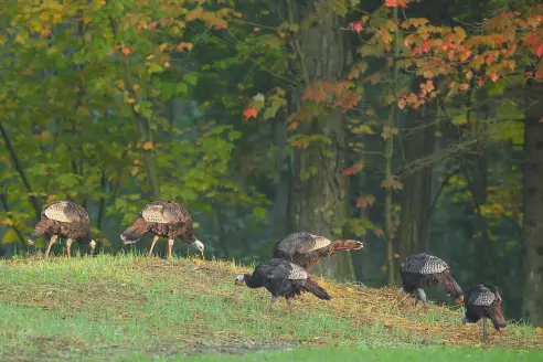 R84DEF Wild Turkey (Meleagris gallopavo) Large game bird. Native American bird.Male Turkey on the edge of a forest