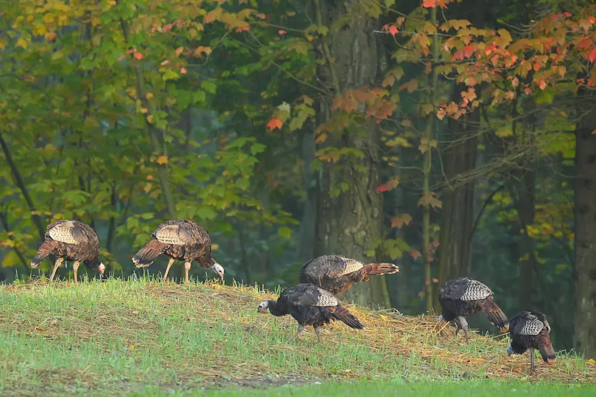 R84DEF Wild Turkey (Meleagris gallopavo) Large game bird. Native American bird.Male Turkey on the edge of a forest