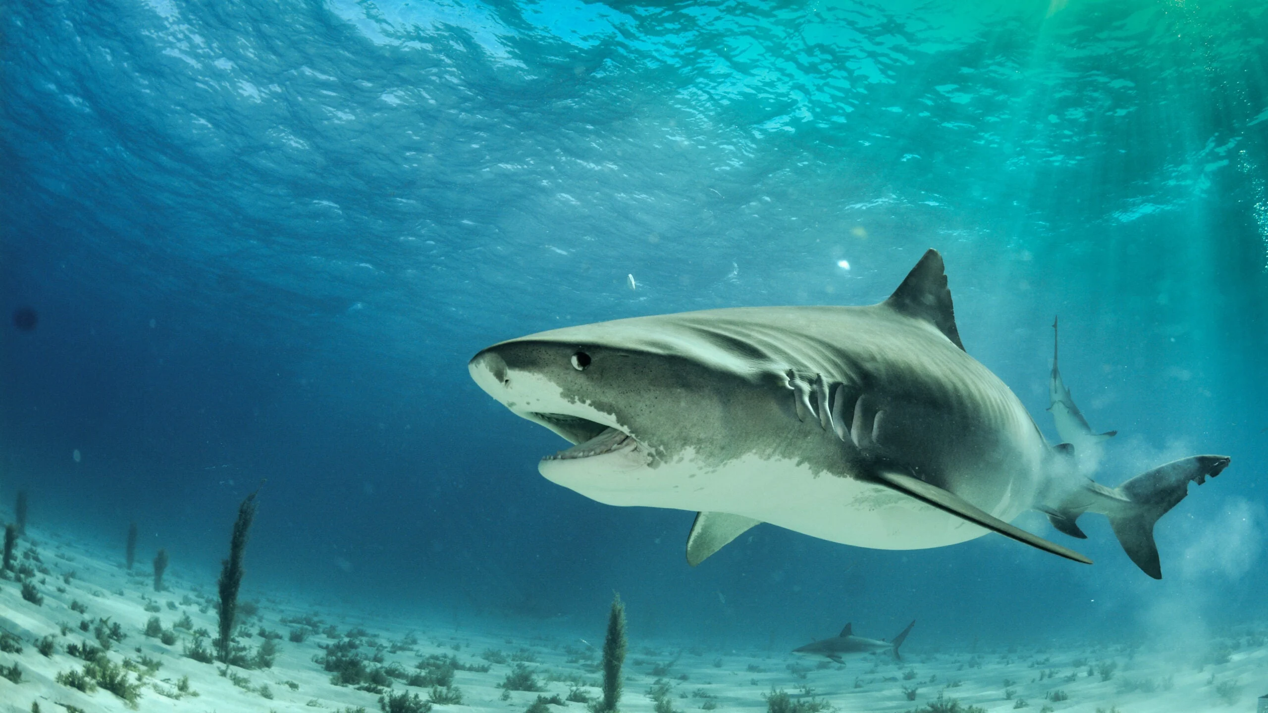 Photo of a tiger shark searching for food