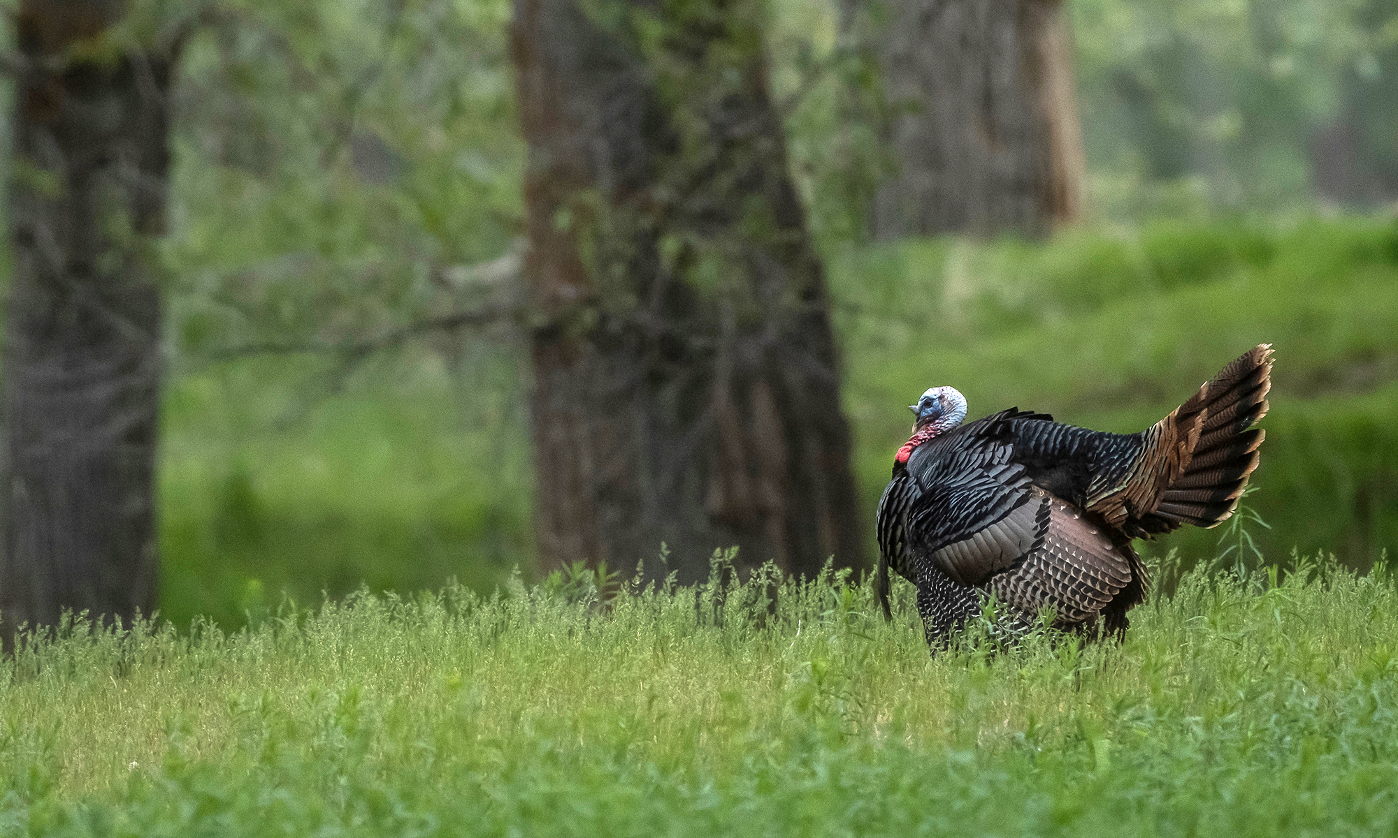 A lone gobbler struts in a late-season field with woods in background. 