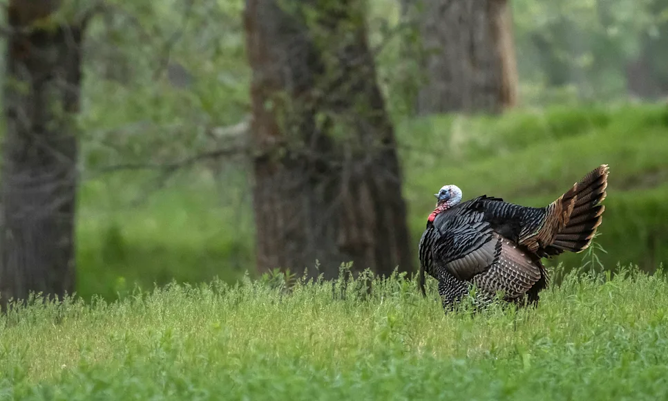 A lone gobbler struts in a late-season field with woods in background.