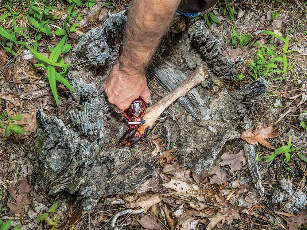 pouring blood on a deer leg