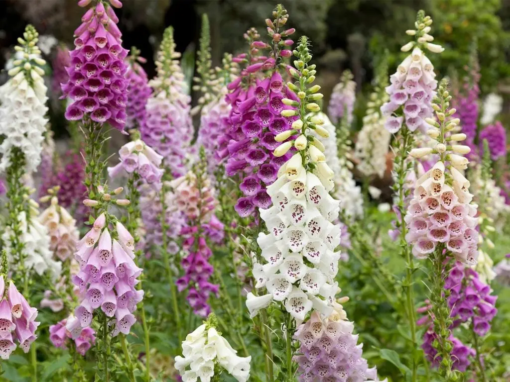 foxglove poisonous plant