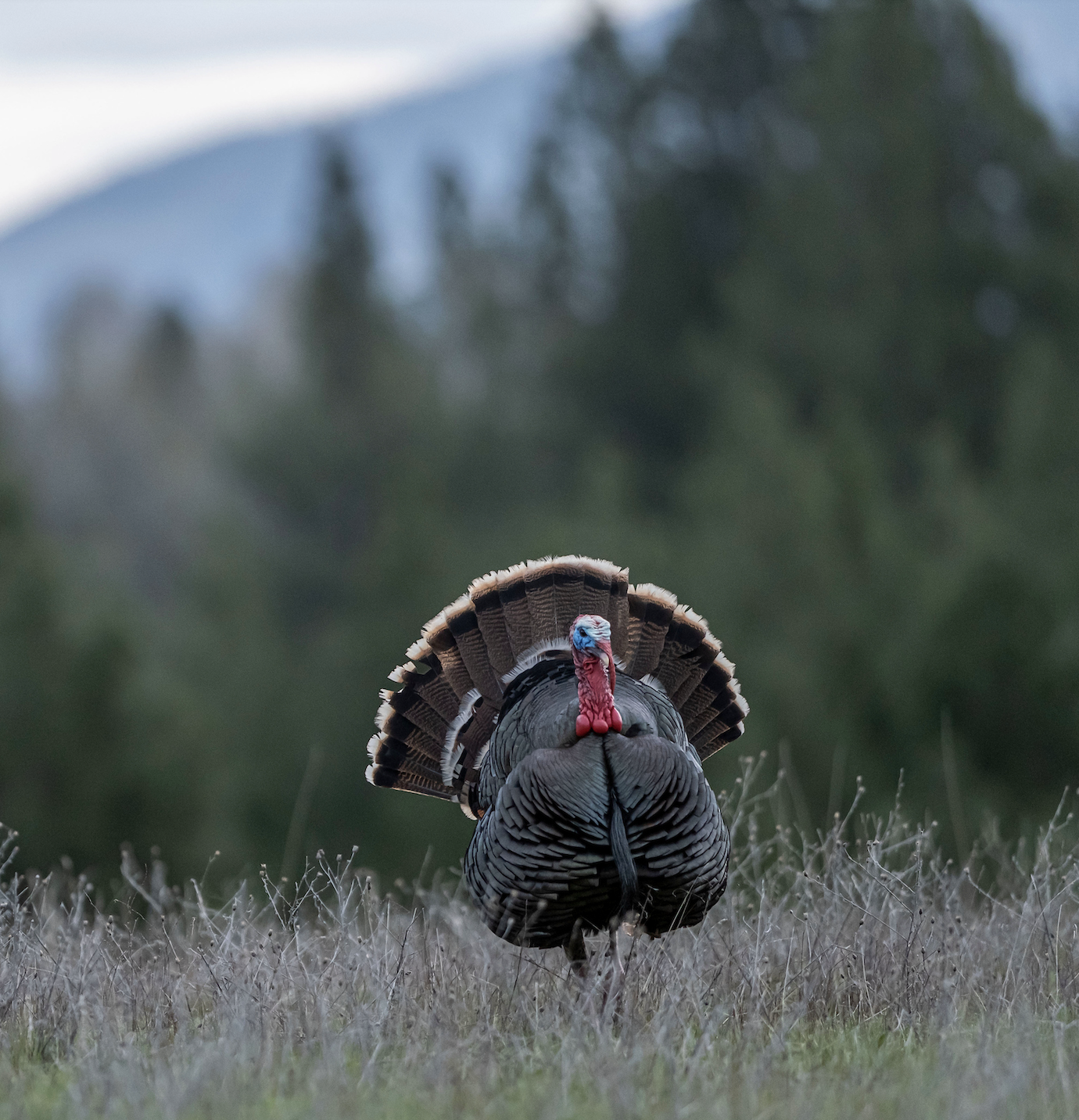 A tom turkey struts in an open meadow with trees and mountains in the background. 