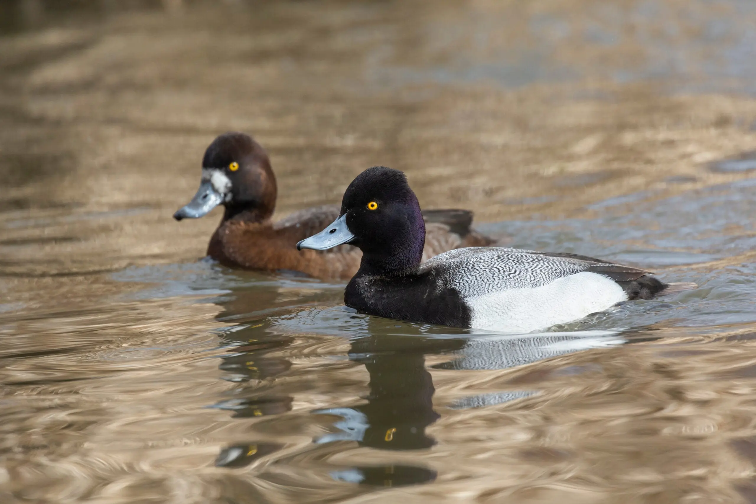 a drake and a hen bluebill duck swimming