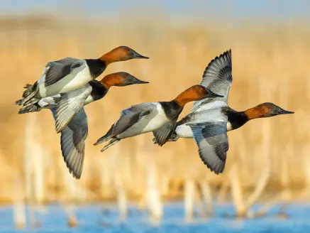 canvasback ducks