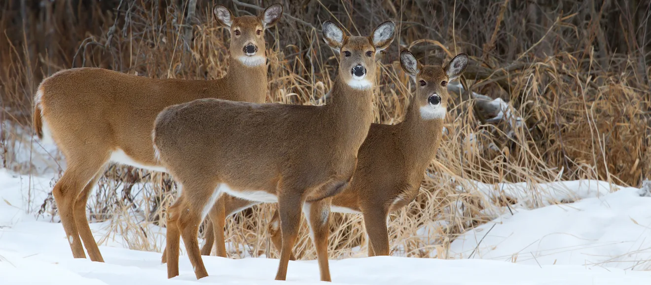 Three whitetail does enter a snowy feeding area to illustrate what do deer eat in winter