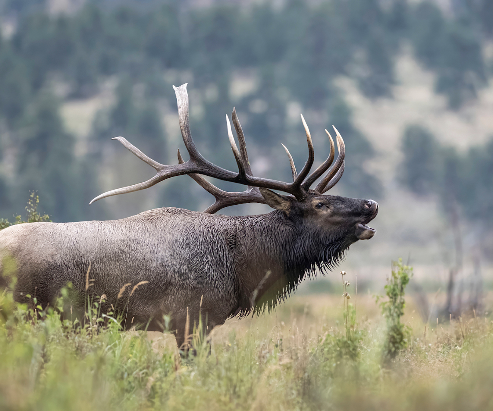 A bull elk bugles in an alpine meadow. 