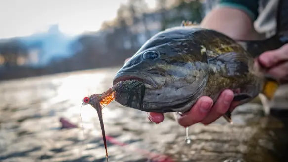 Angler holds smallmouth bass with fly hooked in its mouth