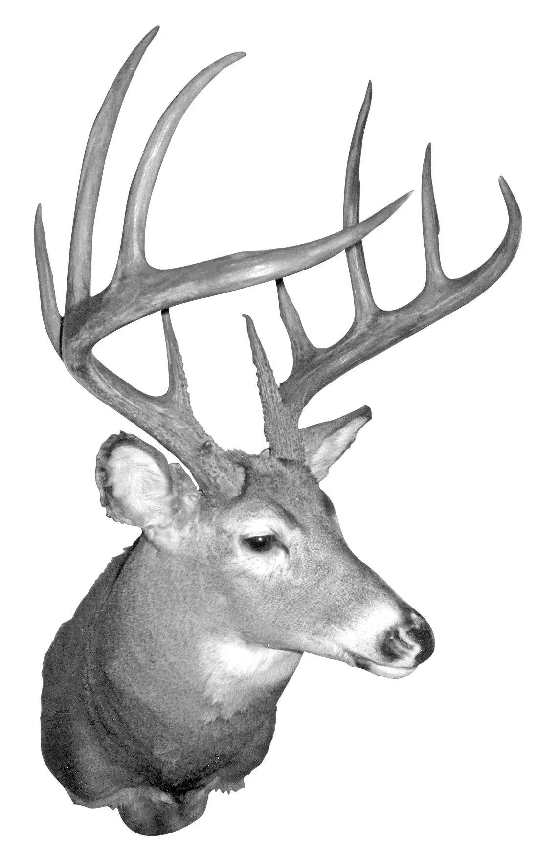 B&amp;C record whitetail deer from Vermont