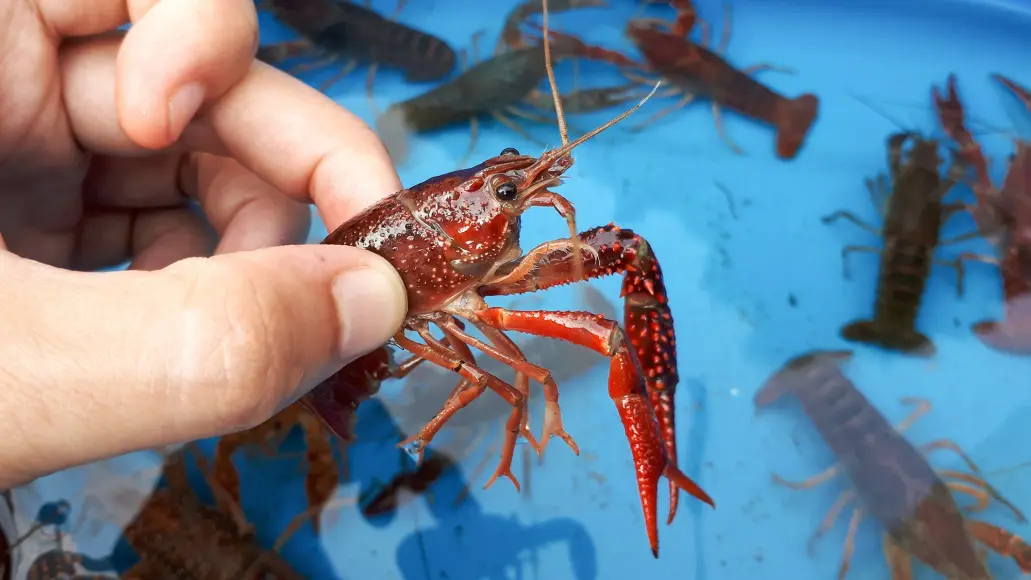 photo of live crawfish