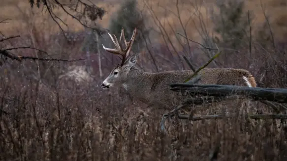 photo for deer hunting in the rain