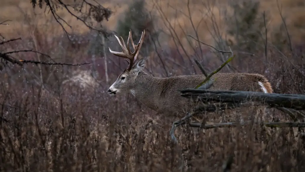 photo for deer hunting in the rain