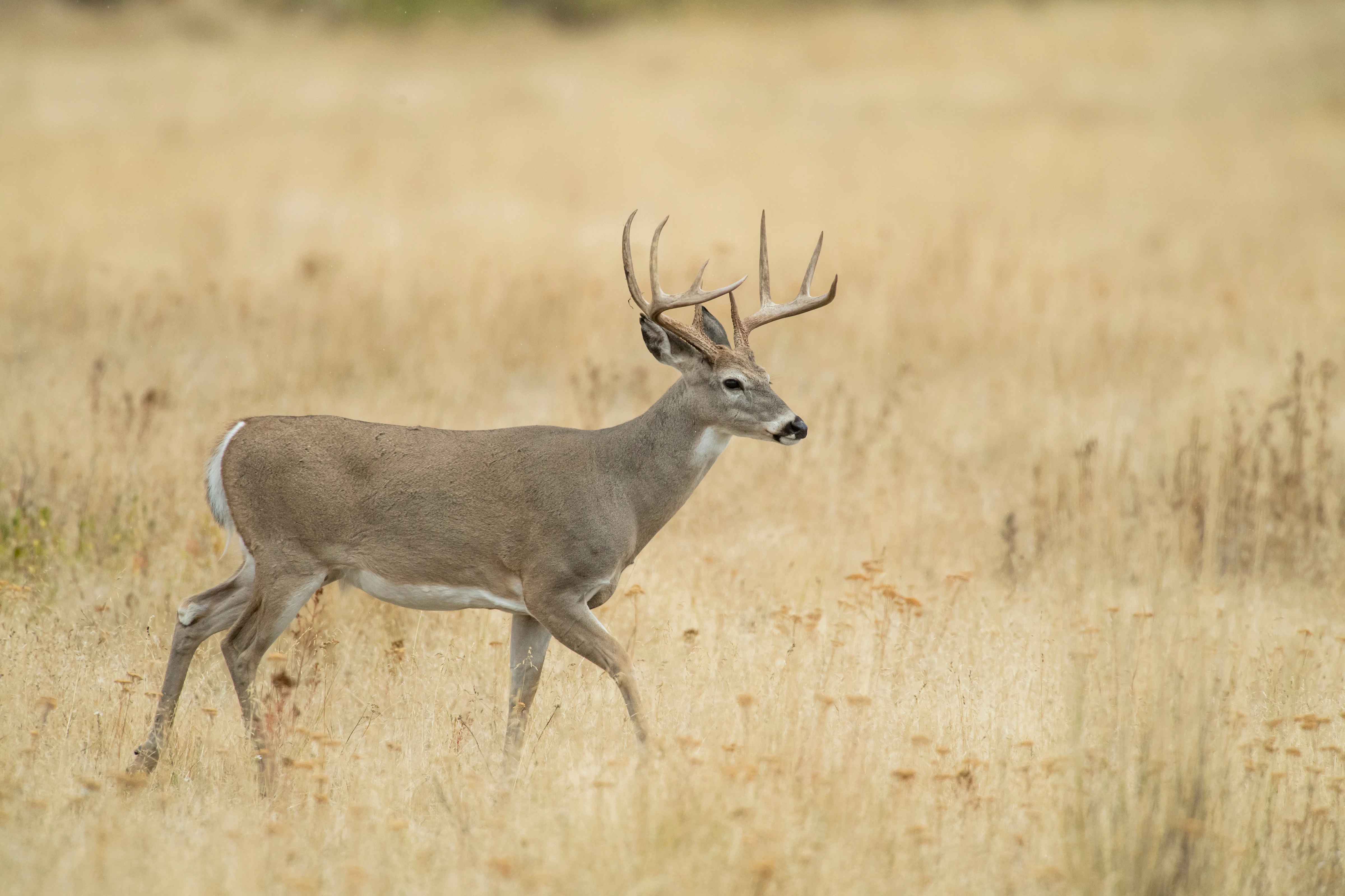 A whitetail buck walks broadside across a grassy tan field. 