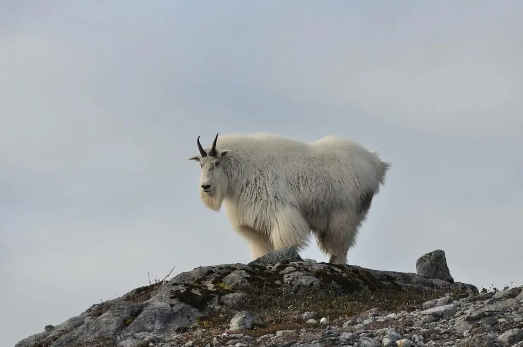 A mountain goat on a hillside.