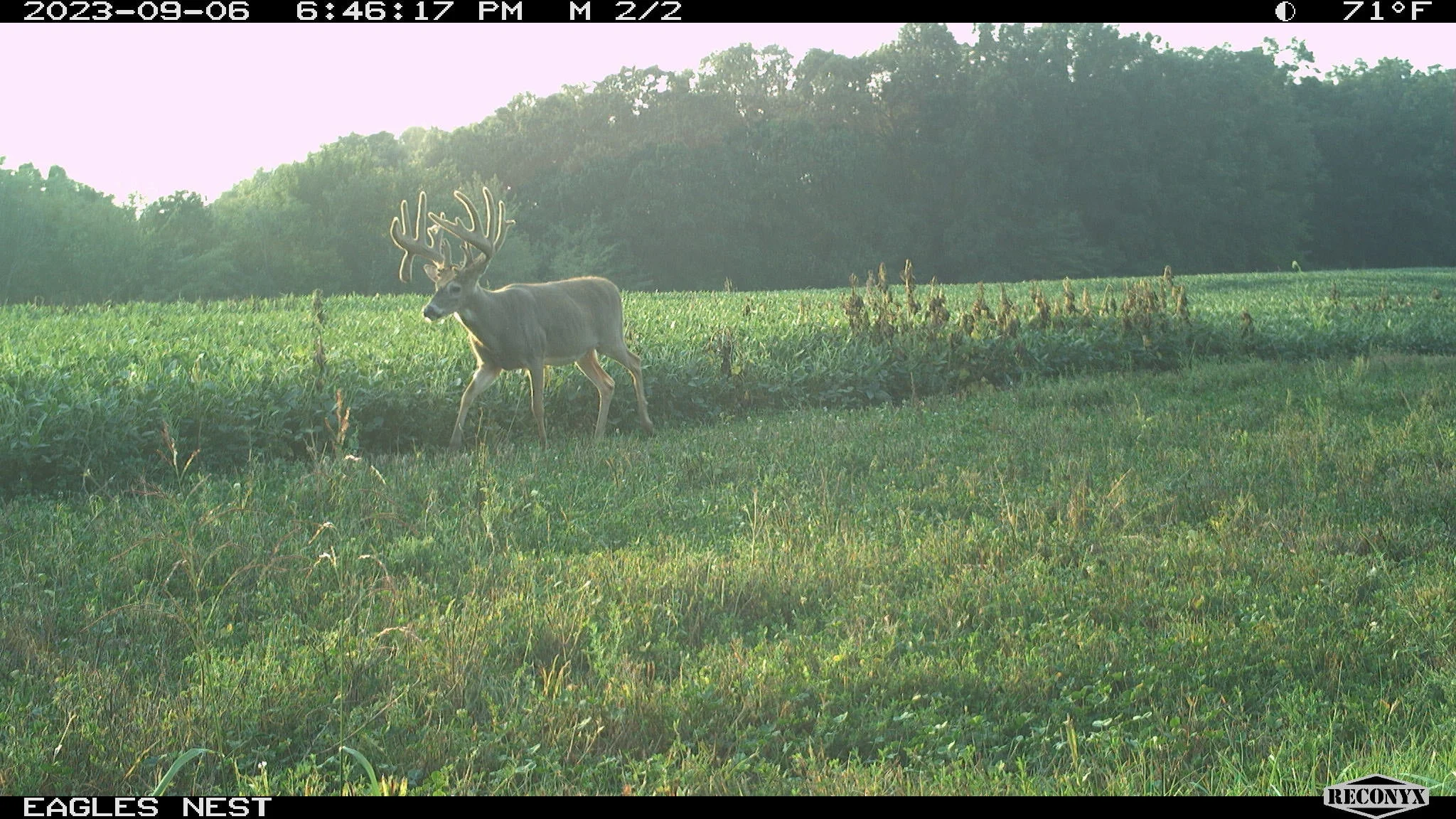 A daylight trail-camera photo show a huge Missouri buck walking along a soybean field.