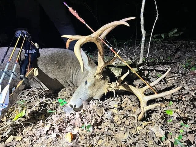 A photo of Bradley Poynter's big whitetail on the ground with his recurve bow and an arrow in the antlers.