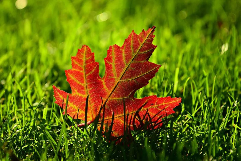 A red maple leaf on cut grass.